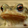 Toad3small2