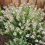 Thyme (Thymus vulgaris)