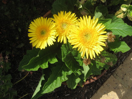 A garden flower photo
