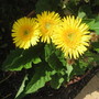 A garden flower photo