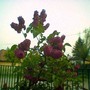 Image_00095