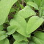 Sage