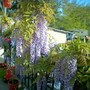 image_00098.jpg (Wisteria floribunda (Japanese Wisteria))