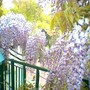 image_00086.jpg (Wisteria floribunda (Japanese Wisteria))