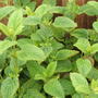Lemon_balm