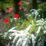 A garden flower photo (Spirea Japonica, Spirea Arguta and Spirea Nipponica hdge)