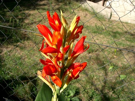 IMGP4264.jpg (Canna indica (Indian shot plant))