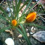 Image_00418