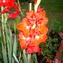 IMGP3108.jpg (Gladiolus grandiflorus)
