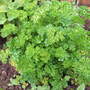 Parsley (Petroselinum crispum)