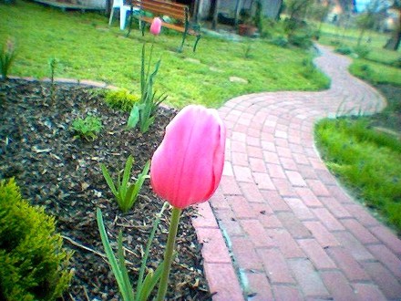 Tulipa cottage menton (Tulipa cottage menton)