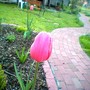 Tulipa cottage menton (Tulipa cottage menton)