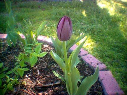 Tulipa cottage Queen of the night (Tulipa cottage Queen of thw night)