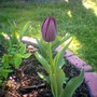 Tulipa cottage Queen of the night (Tulipa cottage Queen of thw night)