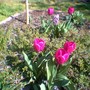 Image_00585