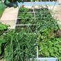 Bed 1 - Square Foot Garden
