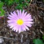 IMGP4441.jpg (Aster frikartii)