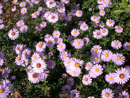 IMGP4447.jpg (Aster frikartii)