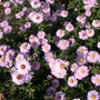 IMGP4447.jpg (Aster frikartii)