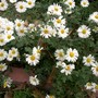 IMGP4460.jpg (Chrysanthemum maximowiczii)