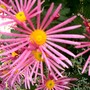 IMGP4463.jpg (Chrysanthemum maximowiczii)