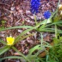 image_00573.jpg (Muscari armeniacum (Grape hyacinth))