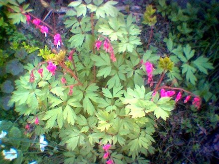 image_00576.jpg (Dicentra spectabilis (Bleeding heart))