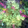 image_00576.jpg (Dicentra spectabilis (Bleeding heart))