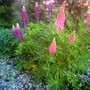 image_00652.jpg (Lupinus angustifolius (Blue Lupin))