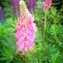 image_00653.jpg (Lupinus angustifolius (Blue Lupin))