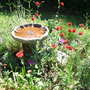 Garden_may07_027