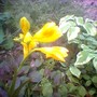 Image_00701