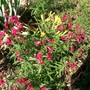 IMGP3915.jpg (Penstemon Iron maiden)