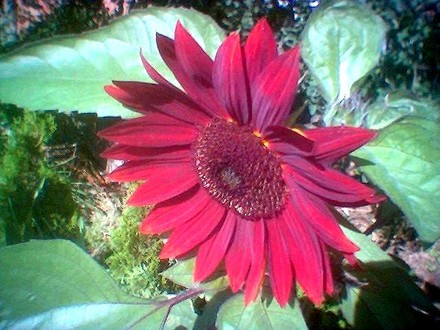 image_00748.jpg (Helianthus annuus (Sunflower))