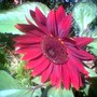 Image_00748