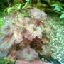 Image_00771