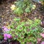 image_00788.jpg (Oxalis deppei)