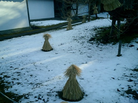 Protecting saplings from the elements 