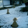 Protecting saplings from the elements 