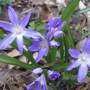 IMGP3605.jpg (Chionodoxa luciliae (Glory of the snow))