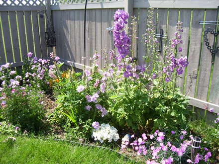 A garden flower photo (Delphinium elatum (Delphinium))