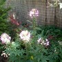 IMGP4266.jpg (Cleome hassleriana (Spider flower))