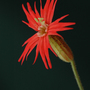silene jack flash (silene laciniata "jack flash")