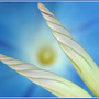 morning glory hevenly blue (morning glory hevenly blue)
