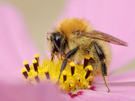 bee on the cosmos (cosmos)