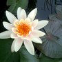 IMGP4162.jpg (Nymphaea alba (Nenufar Blanco))