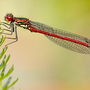 Damselrescross2