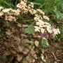 IMGP4292.jpg (Sedum spectabile (Ice plant))