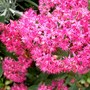 IMGP4347.jpg (Sedum spectabile (Ice plant))