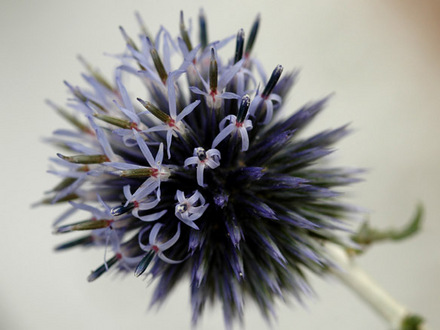 globe thistle (Echinops ritro (Globe thistle))
